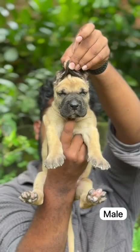 Great Dane Puppy, farm video