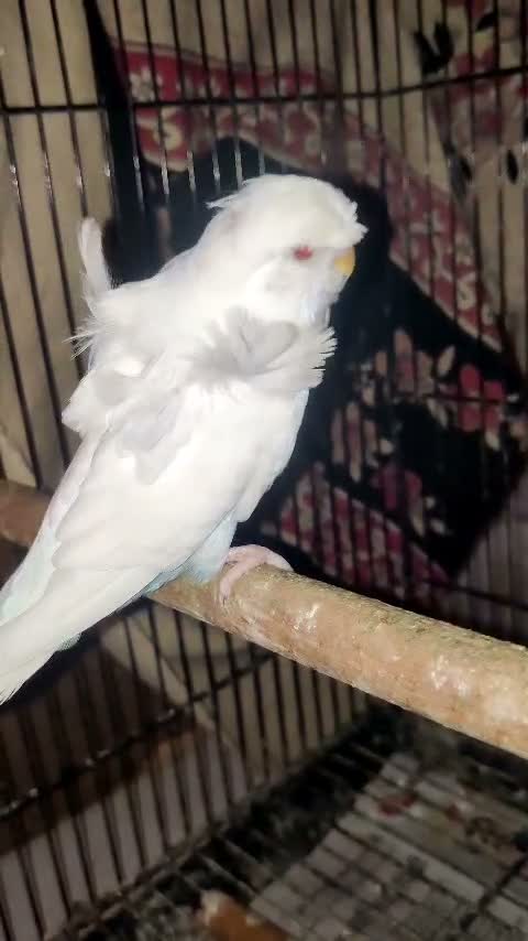 Hogoromo Budgies, farm video