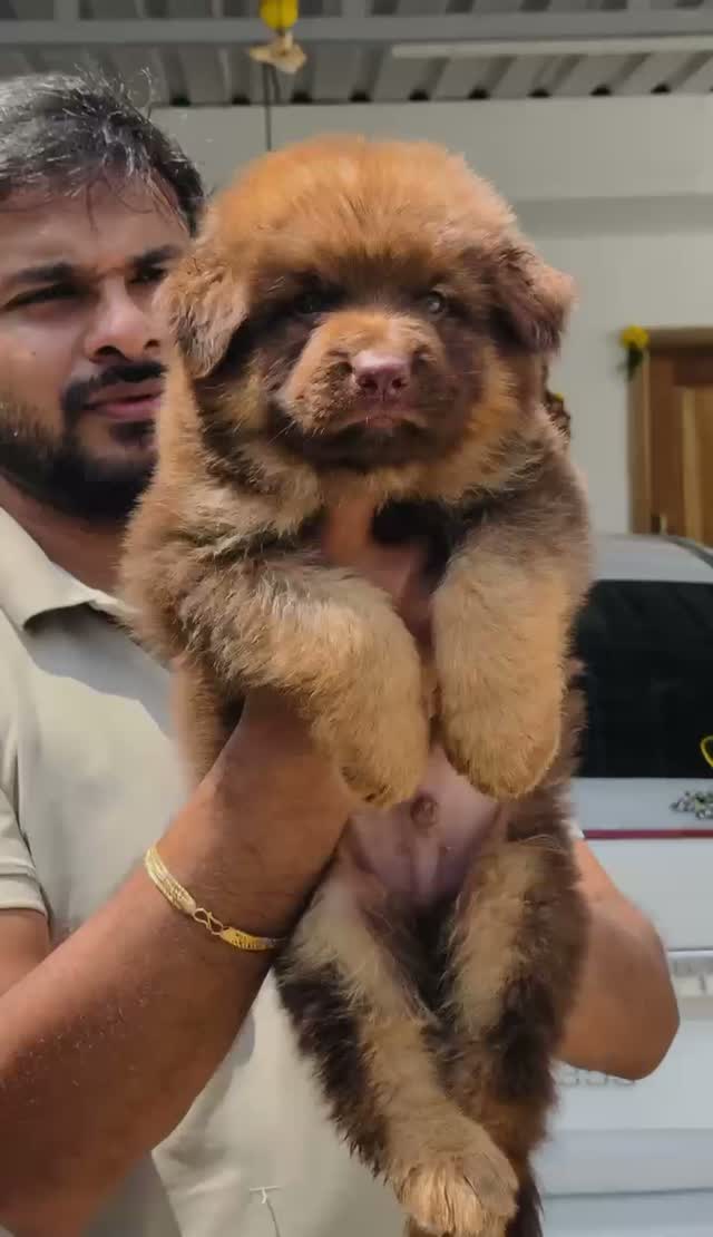 German Shepherd Puppy, farm video