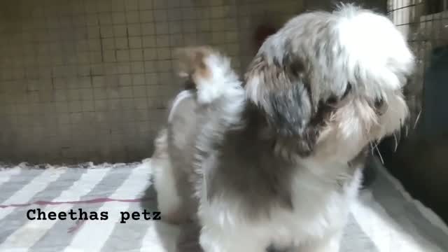Shih Tzu | Black Color, farm video