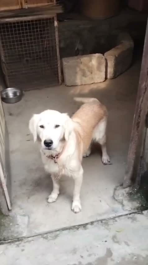 Golden Retriever, farm video
