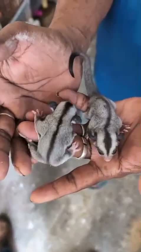 Sugar Glider | Grey, farm video