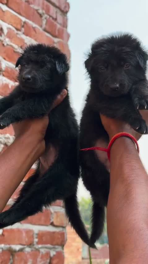 German Shepherd Puppy, farm video