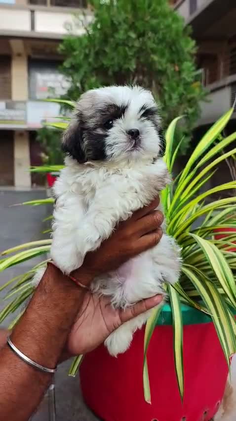 Shih Tzu | Black Color, farm video
