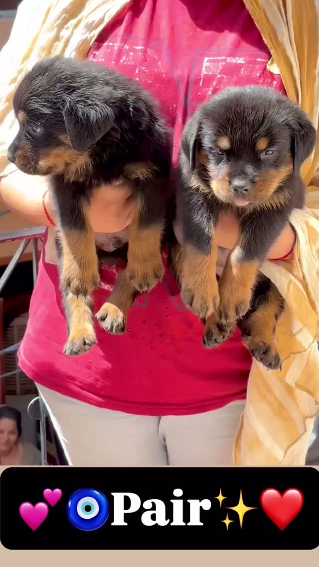 Rottweiler Puppy, farm video