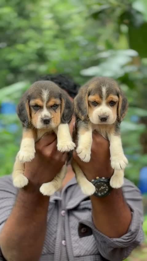 Beagle Black & Tan Puppy, farm video