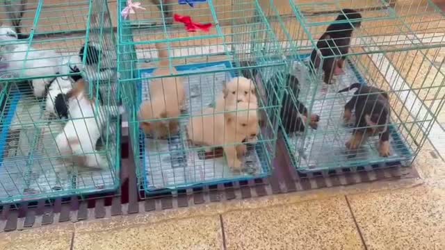 Shih Tzu | Black Color, farm video