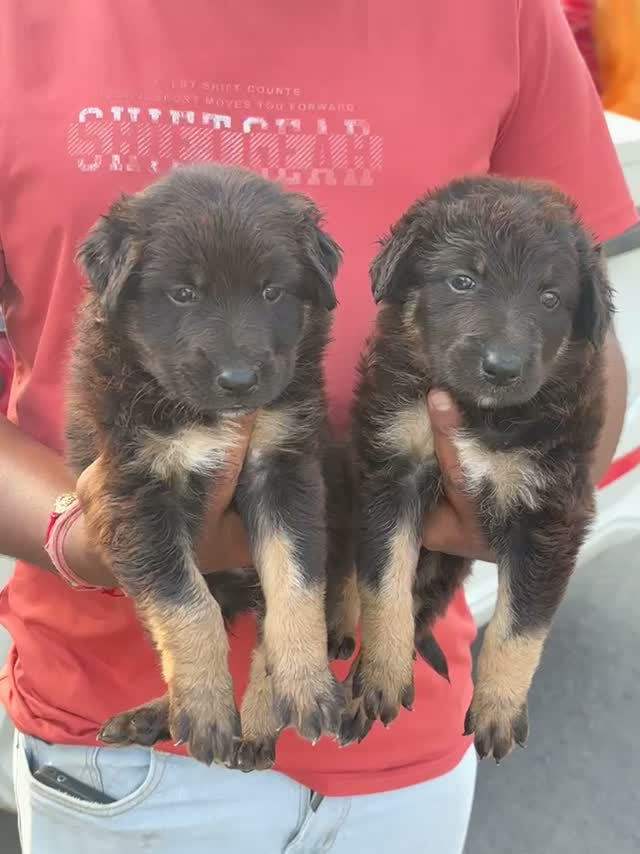 German Shepherd Puppy, farm video