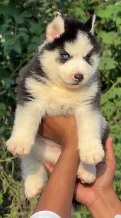 Siberian Husky Puppy | Black & White Color, farm video