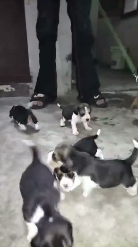 Beagle Black & Tan Puppy, farm video