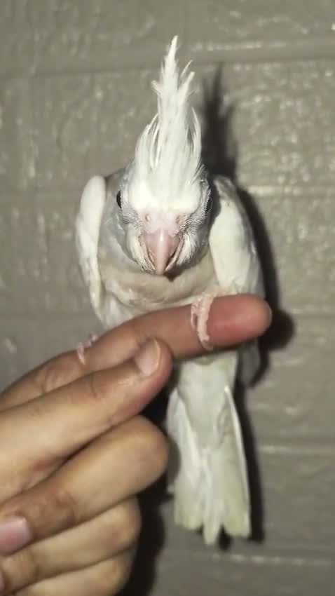 Cockatiel | Pied, farm video