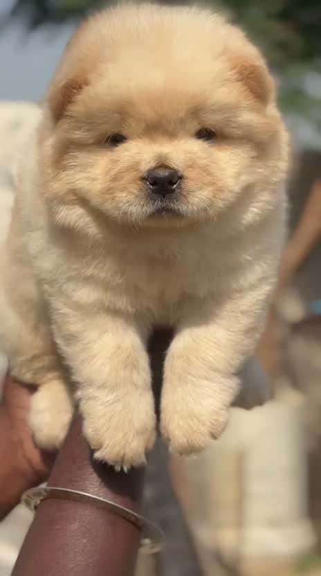 Chow Chow Puppies, farm video