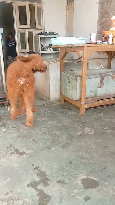 Toy Poodle Puppy, farm video