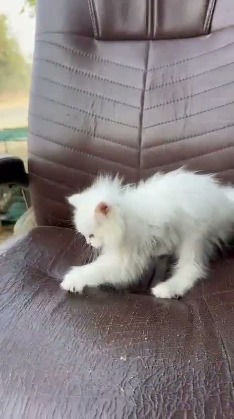 Persian, farm video
