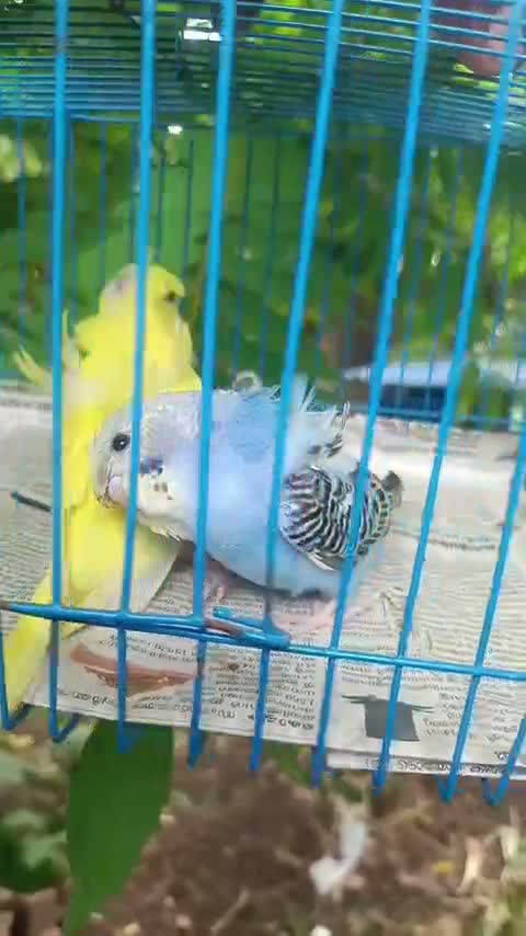 Helicopter Budgies, farm video