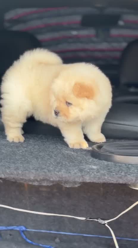 Chow Chow Puppies, farm video