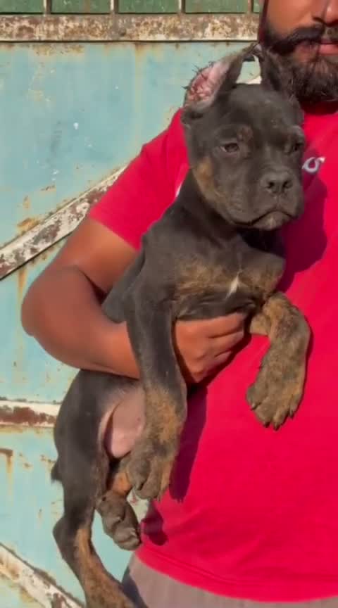 Cane Corso Puppy, farm video