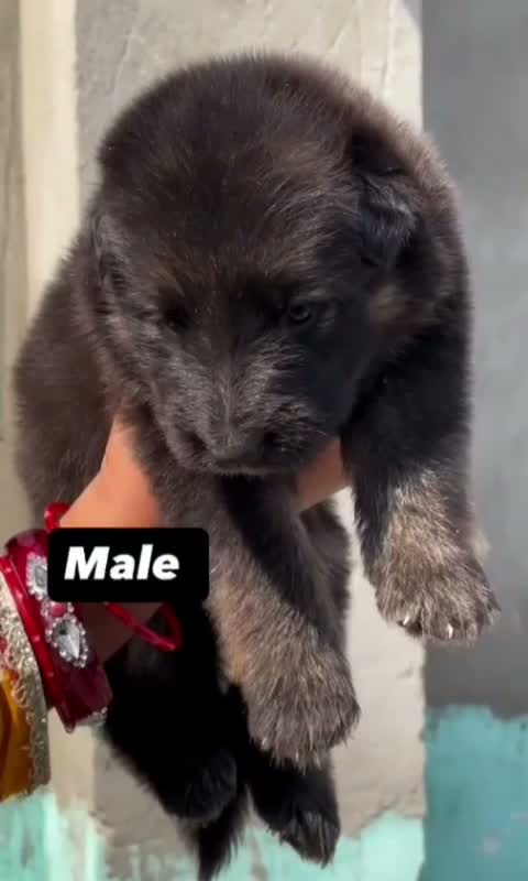 German Shepherd Puppy, farm video