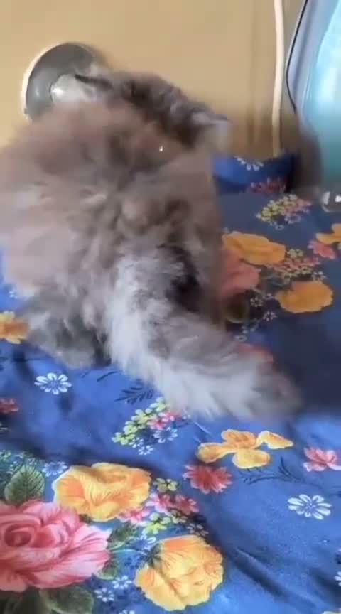 Persian, farm video