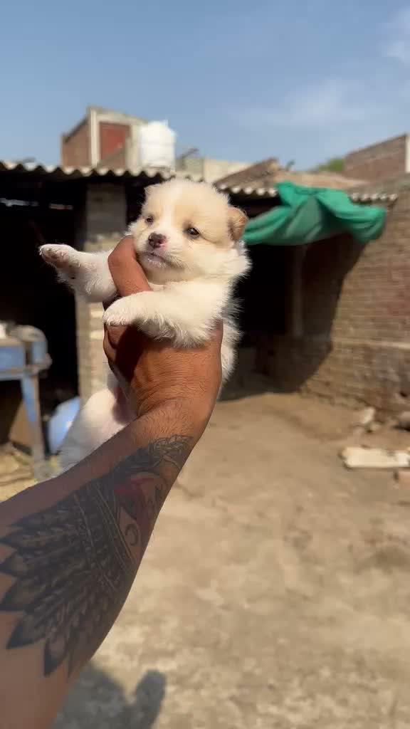 Culture Toy Pom Puppy | White, farm video