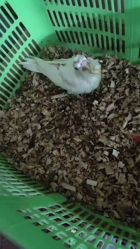 Cockatiel | Pied, farm video