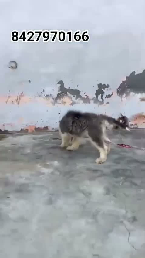 Siberian Husky Puppy | Black & White Color, farm video