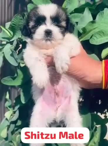 Shih Tzu | Black Color, farm video