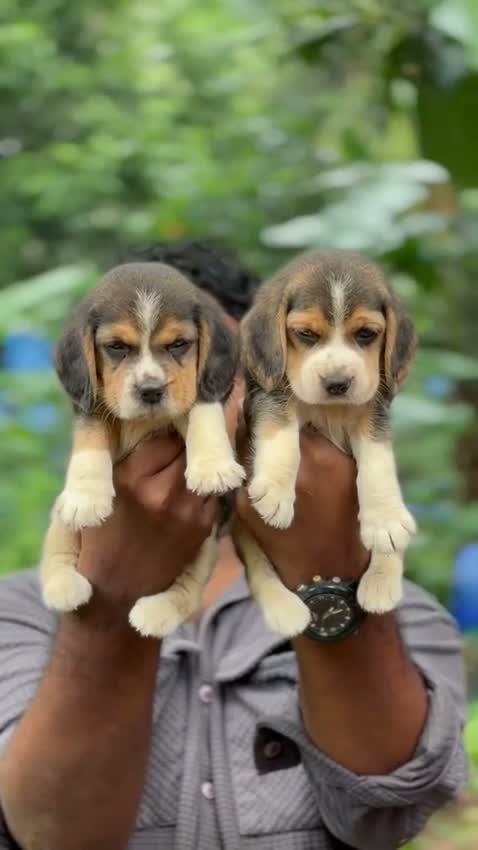 Beagle Black & Tan Puppy, farm video