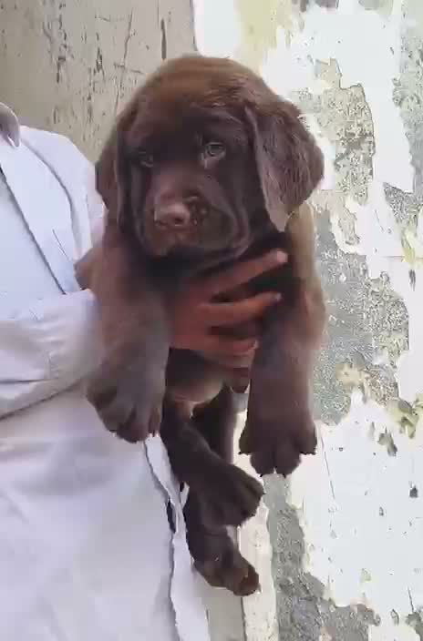Beagle Black & Tan Puppy, farm video