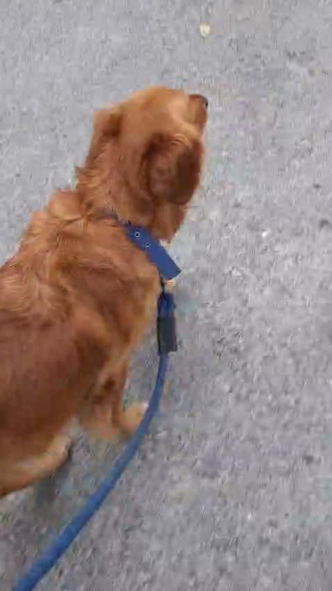 Golden Retriever, farm video