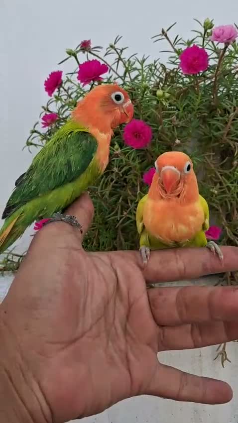 African Love Birds, farm video