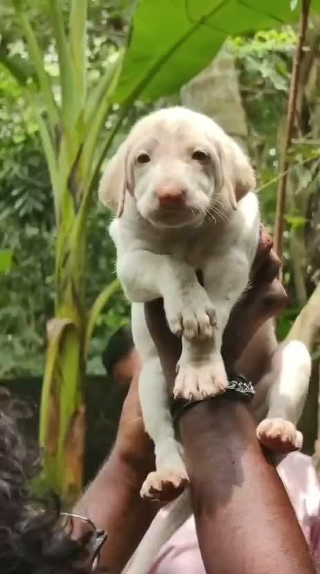 Rajapalayam Puppy, farm video