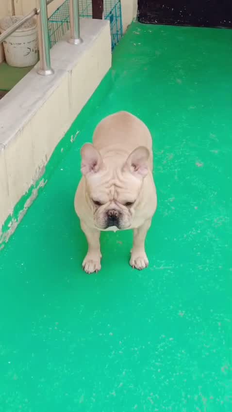 French Bulldog Puppy, farm video
