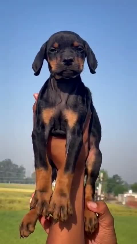 Doberman Pinscher Puppy, farm video