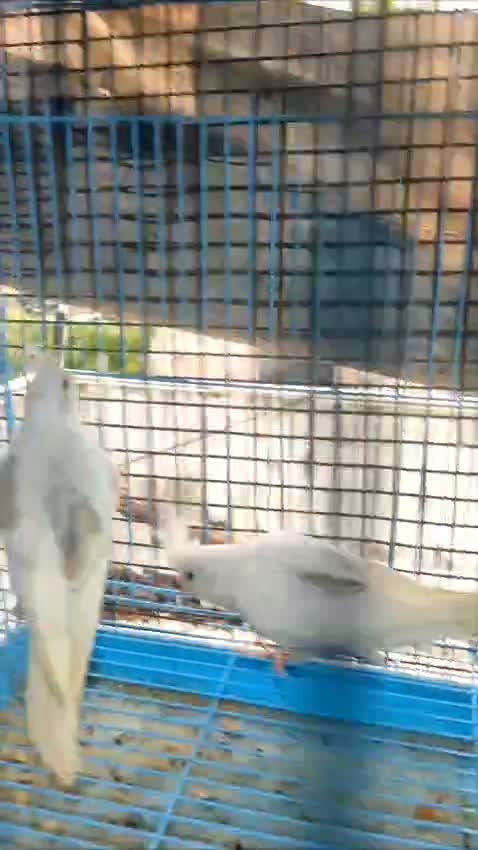 Cockatiel, farm video