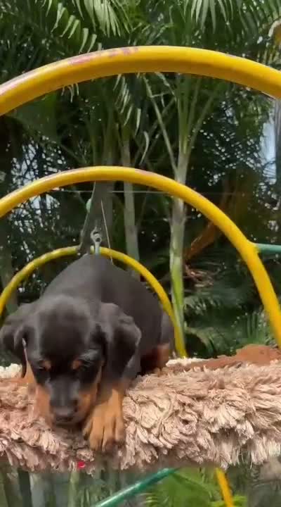 Rottweiler Puppy, farm video