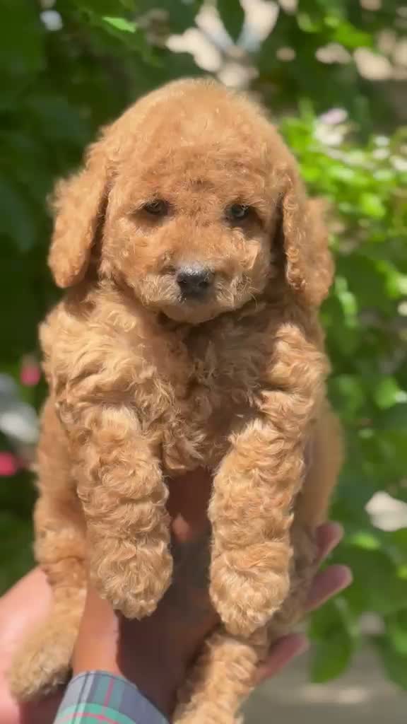 Standard Poodle Puppy, farm video
