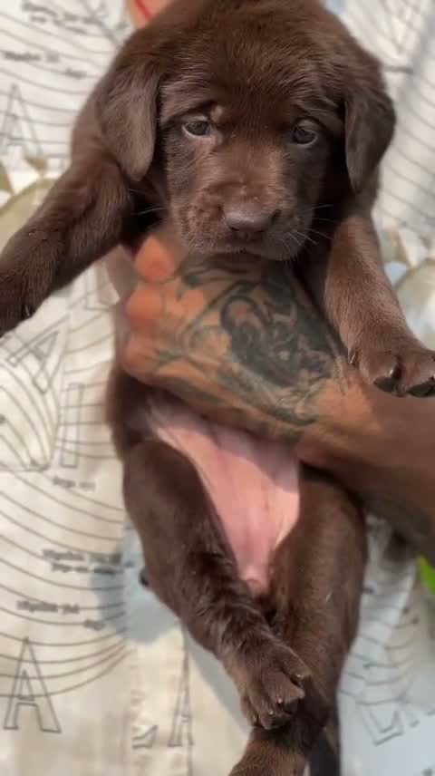 Dachshund Puppy | Brown, farm video