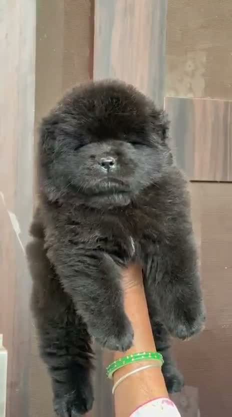 Chow Chow Puppies, farm video
