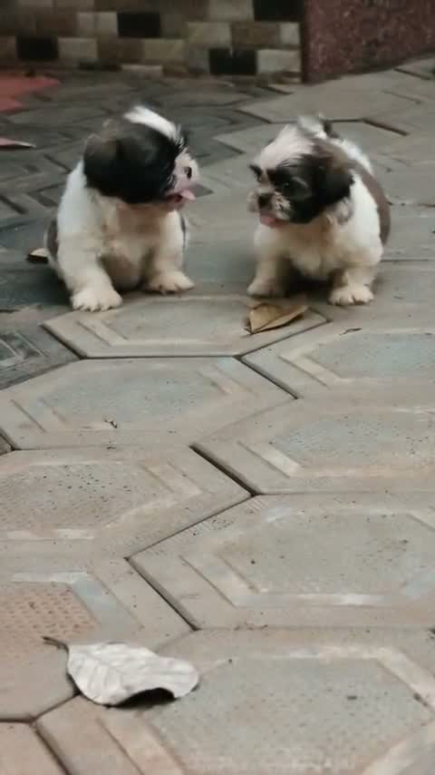 Shih Tzu | Black Color, farm video