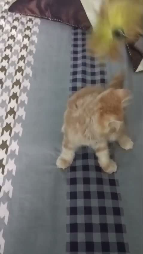 Persian, farm video