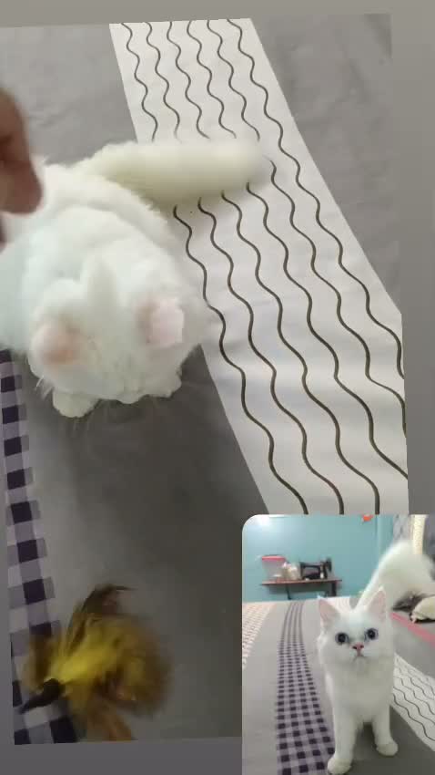 Persian, farm video