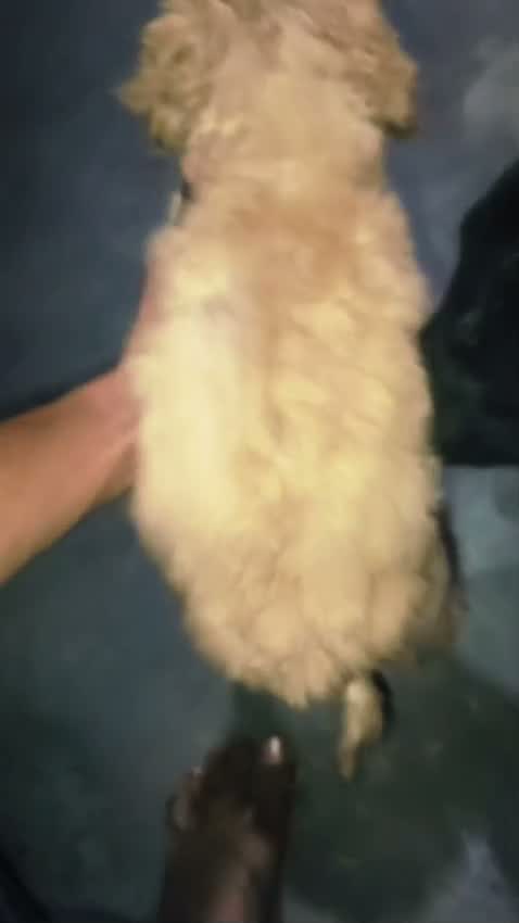 Standard Poodle Puppy, farm video