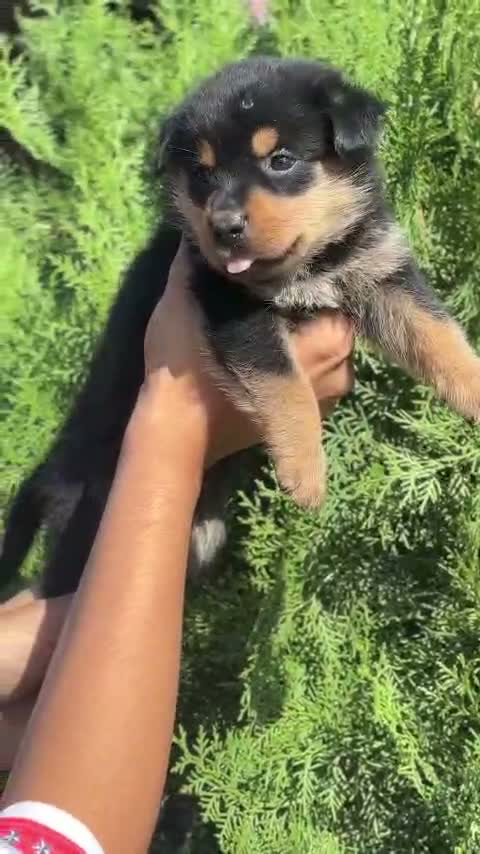 Rottweiler Puppy, farm video