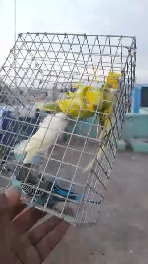 Helicopter Budgies, farm video