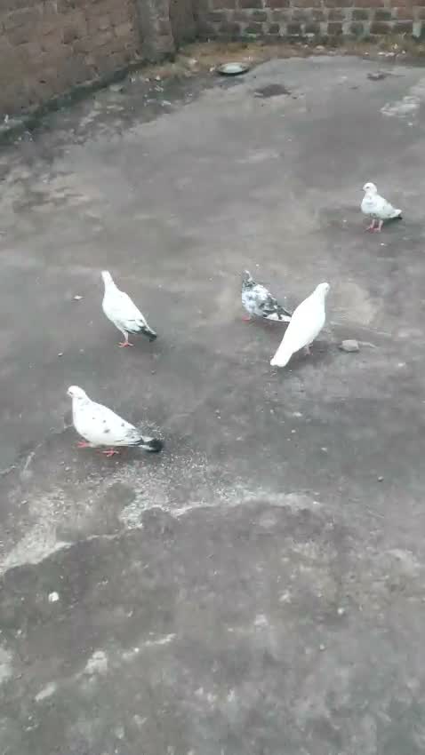 Chotiyal Pigeon, farm video