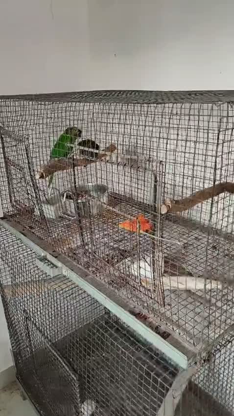 Black Capped Conure, farm video