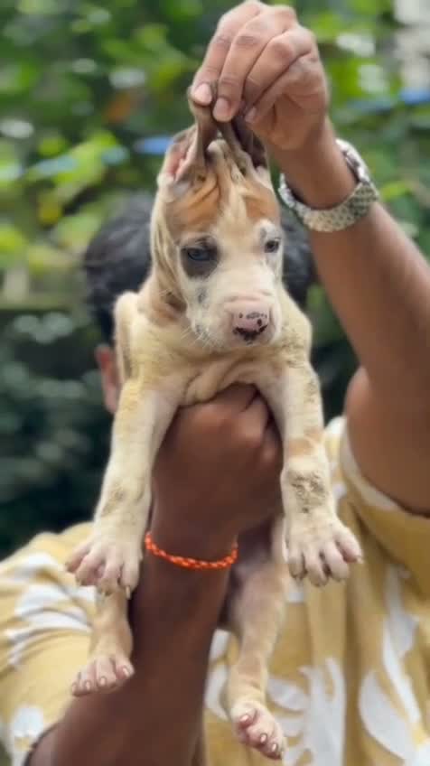 Great Dane Puppy, farm video