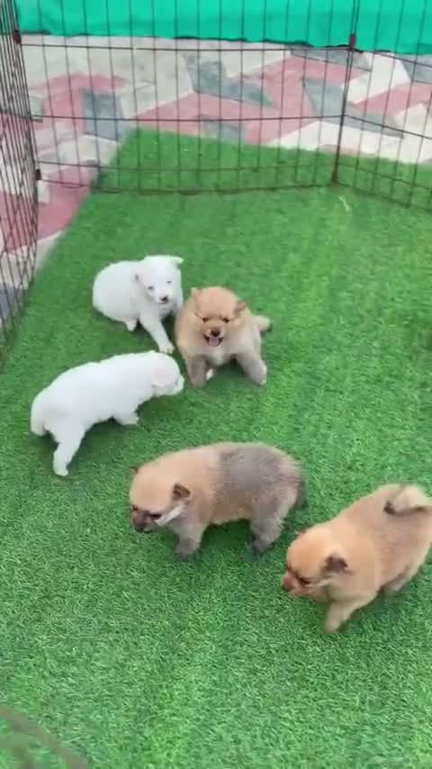 Culture Pom Puppy, farm video