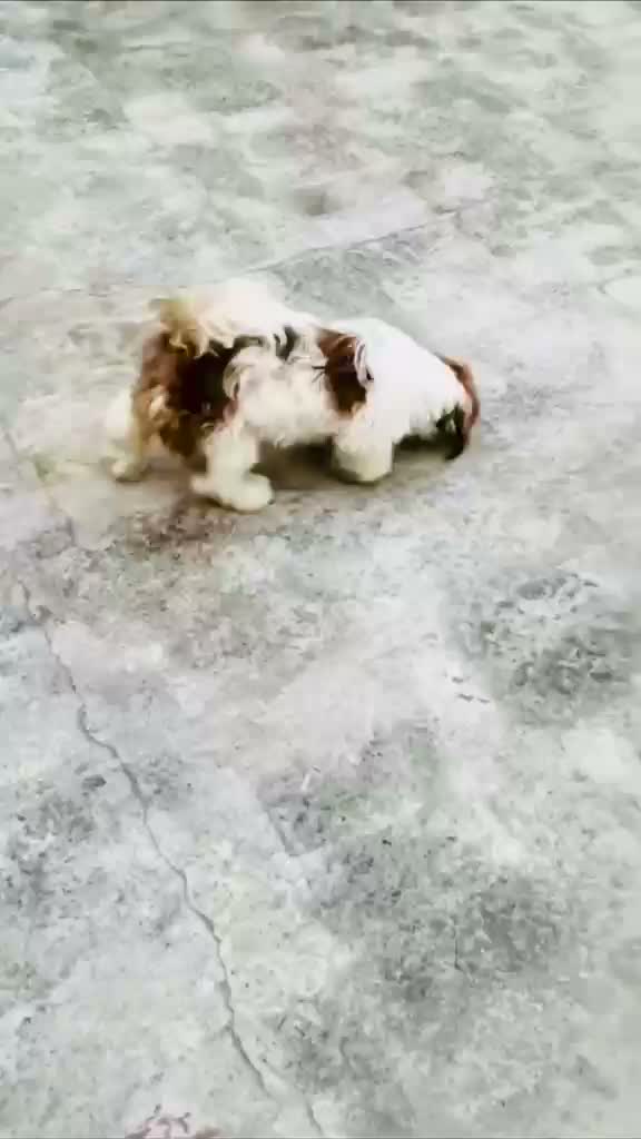 Shih Tzu | Black Color, farm video